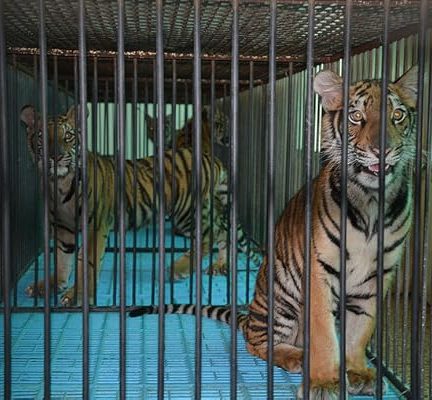 دانلود فیلم The Tiger Mafia
