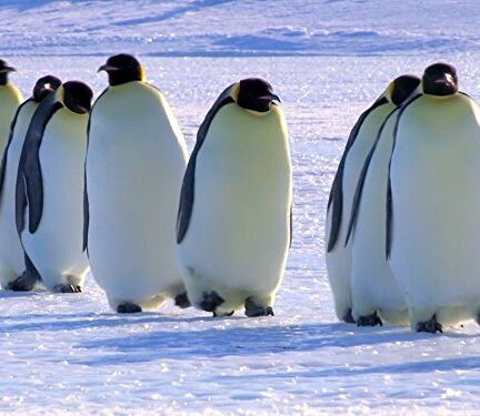 دانلود فیلم Snow Chick: A Penguin’s Tale 2015